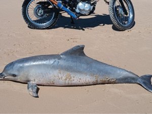 Golfinho é encontrado morto em praia de Barra de Santo Antônio e será submetido à necropsia