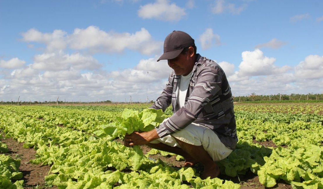 Prefeitura de Arapiraca lança feira que coloca o município no calendário agro nacional