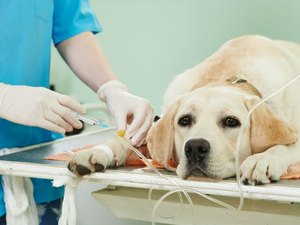 Marx Beltrão anuncia emenda para cinco carros móveis de castração de cães e gatos em Alagoas