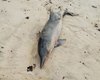 Maragogi: golfinho é achado morto na areia da Praia de Peroba
