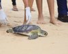 MP e MPF participam de soltura de tartaruga marinha e reafirmam importância de Plano de Ação Estadual