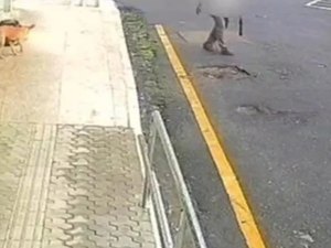 Justiça solta idoso que matou cães envenenados em Palmeira; homem não vai poder sair da cidade