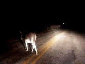 Acidente envolvendo animal na pista é registrado no Agreste