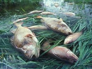 MP-AL apura morte de peixes em rio da Barra de Santo Antônio