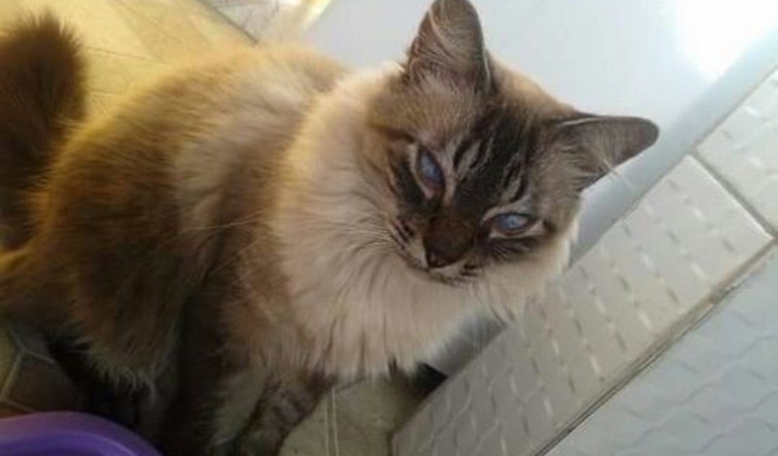 Família procura por gato desaparecido em Arapiraca