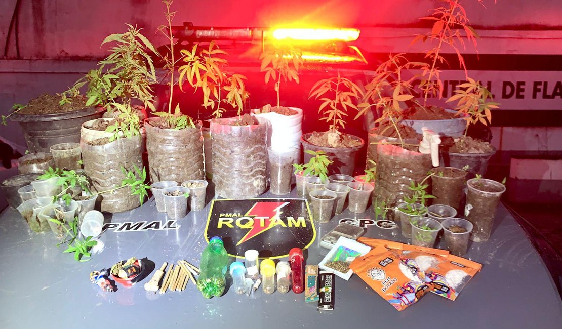 Polícia desmantela plantio de maconha em Satuba e prende traficante