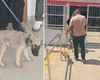 Homem fere olho do próprio cachorro e é preso por maus-tratos em Teotônio Vilela