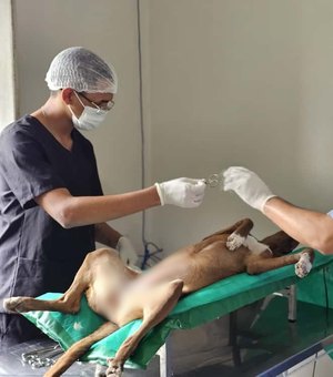 Santana do Ipanema lança Programa Municipal de Castração de Cães