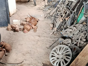 Pit bull e seis filhotes são resgatados após denúncia de maus-tratos em Maceió