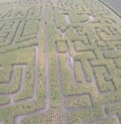 Labirinto em milharal se torna atração turística nos EUA; veja vídeo