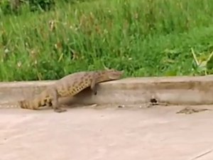 [Vídeo] Moradores se assustam com  Jacaré nas ruas de Palmeiras dos Índios