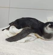 Se perdeu? Veja por que um pinguim acabou encalhado na Praia do Gunga