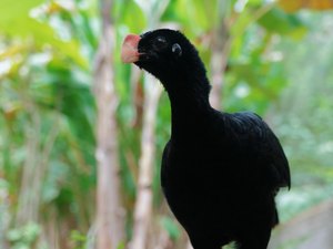 IMA atua na reintrodução do Mutum-de-alagoas e fortalece preservação da fauna alagoana