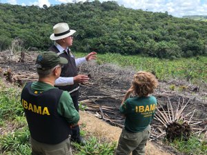 Deflagrada 2ª edição da operação Mata Atlântica em Pé em 17 estados; Alagoas fiscalizará 37 alvos