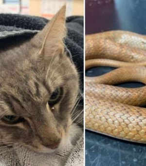 Gato morre ao defender a sua família contra cobra venenosa