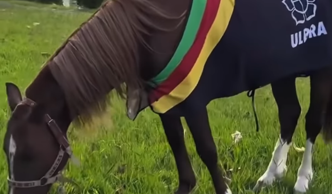 Cavalo Caramelo, símbolo das enchentes no RS, vira celebridade, faz presença VIP e tem agenda cheia dois anos depois