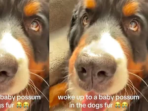 Mulher encontra bicho misterioso nos pelos de seu cachorro