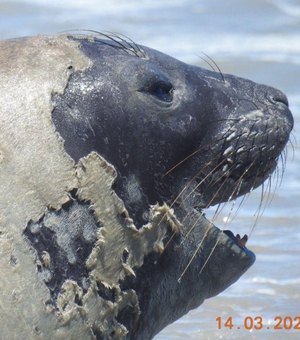 Banhistas devem manter distância de elefante-marinho que chegou à praia de Maceió
