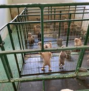 Animais são resgatados no bairro da Jatíuca após denúncia