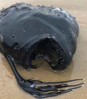 Peixe das profundezas do oceano é encontrado em praia na Califórnia