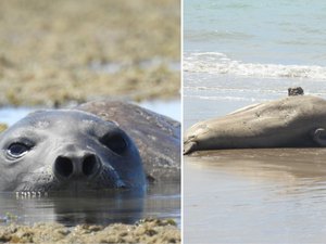 Morte de Leôncio pode gerar pena de apenas um ano e investigação não começou