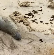 PF pede ajuda para identificar responsáveis pela morte de elefante-marinho em Alagoas