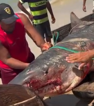 Tubarão-tigre de mais de dois metros é capturado por pescadores em Coruripe