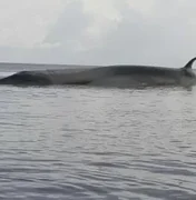 [Vídeo] Com cerca de 16 metros, baleia encalha e morre no arquipélago do Marajó, no Pará
