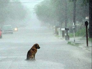 Protetores de animais incentivam adoção e empatia durante o período de chuva