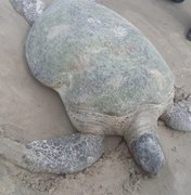 Biota encontra tartaruga marinha encalhada e morta, em Jaraguá