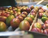Tarifaço de Trump ameaça exportação de frutas brasileiras para os EUA