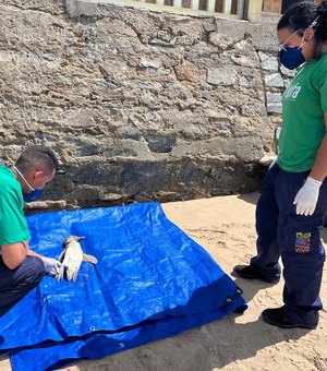 Mais um pinguim encalha em praia de Maceió; animal foi encontrado morto