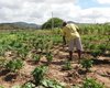 Agricultura informa sobre prorrogação do prazo para inscrição no Garantia-Safra 2024/2025