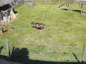 Vídeo: galo e cabrito se unem para salvar galinha de ataque de falcão