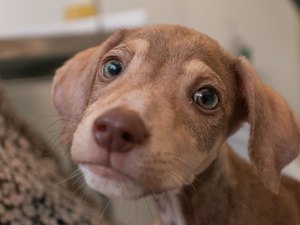 Grupo de protetores de animais realiza feira de adoção e bazar beneficente neste domingo