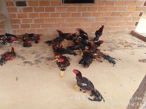 Polícia descobre rinha com 85 galos e mais de 200 pessoas em Arapiraca