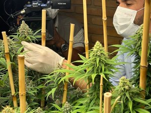 OAB/AL destaca avanços com aprovação da regulamentação do cultivo medicinal da Cannabis