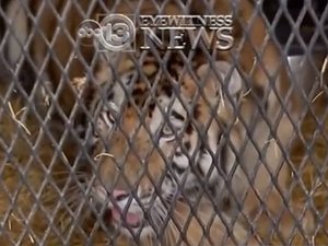 Homem entra em casa abandonada para fumar maconha e encontra tigre