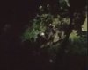 Drone flagra bandidos fugindo da polícia à noite por região de mata no Rio de Janeiro