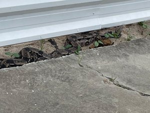 Jibóia com mais de dois metros é resgatada pela Polícia Militar nas ruas de Maceió