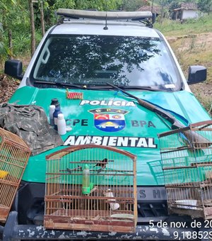 PM flagra arma e aves silvestres em cativeiro em Passo do Camaragibe