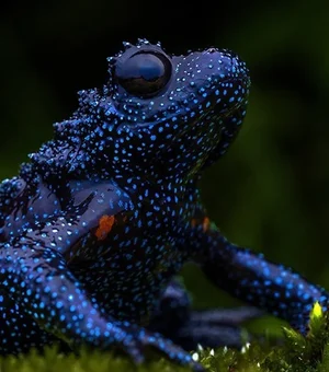 “Sapo-galáxia” impressiona com aparência que lembra céu estrelado