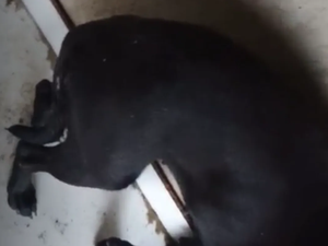 Polícia Civil investiga denúncia de estupro contra cadela no Pilar