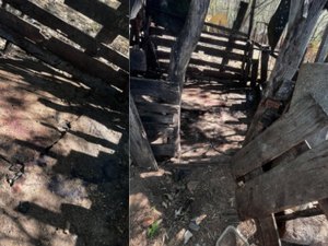 Porco é abatido e levado durante invasão a propriedade em Piranhas