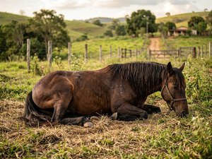 Empresa de ração pode ter bens bloqueados após morte de 80 cavalos em AL