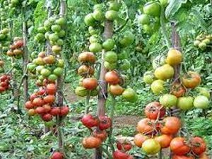 Produção de tomate híbrido pode gerar oportunidades em Alagoas