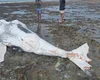 Filhote de baleia com marcas de mordida de tubarão é encontrado morto em Piaçabuçu