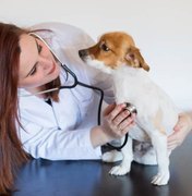 Chega ao Brasil o primeiro remédio para tratar câncer em cães