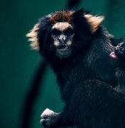 Zoológico comemora sucesso em reprodução de saguis-da-serra-escuro