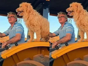 Que grude! Amizade entre cachorro 'carrapato' e tutor conquista a web